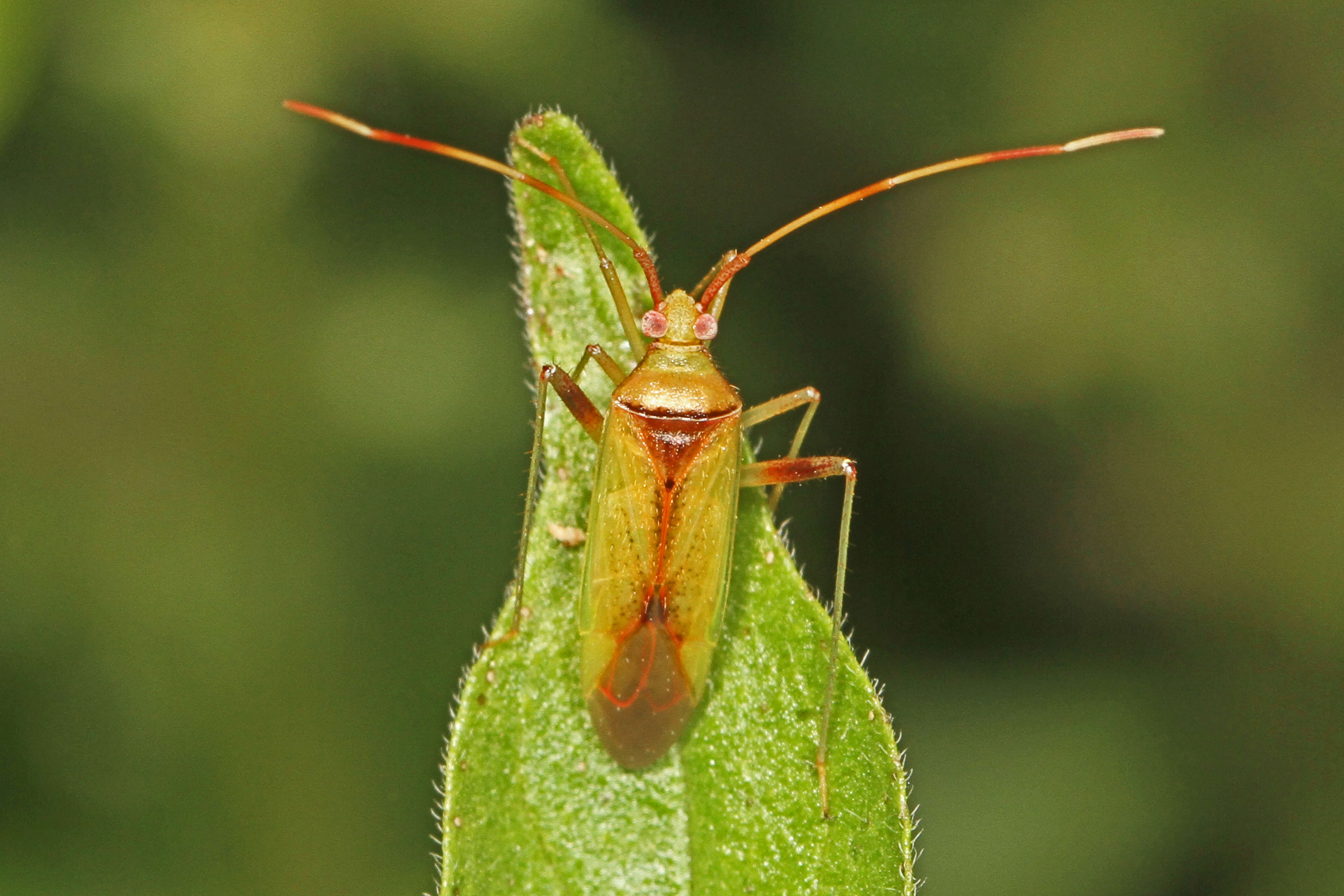 Image of Creontiades rubrinervis (Stal 1862)