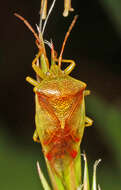 Image of Red-Cross Shield Bug