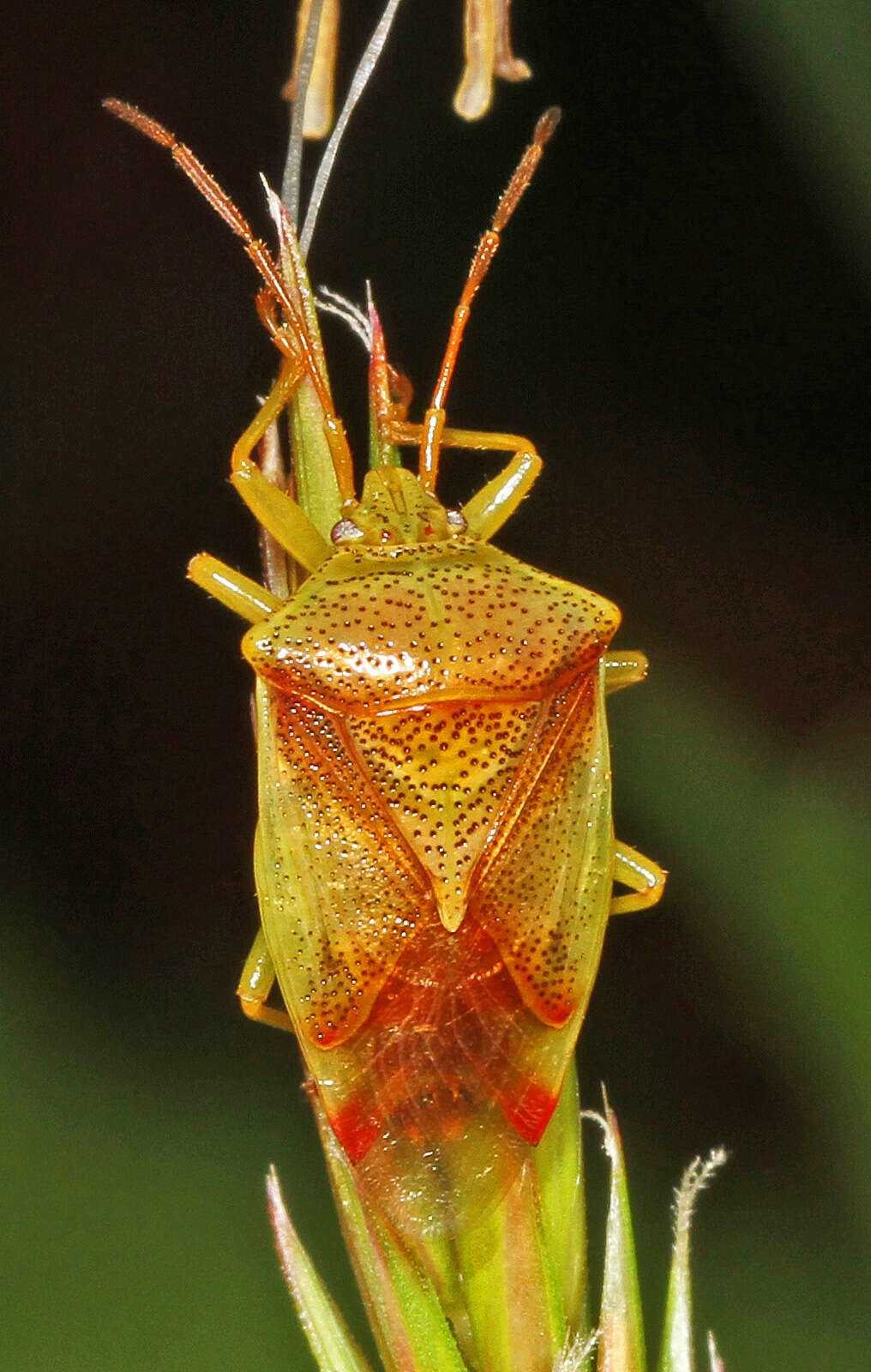 Image of Red-Cross Shield Bug