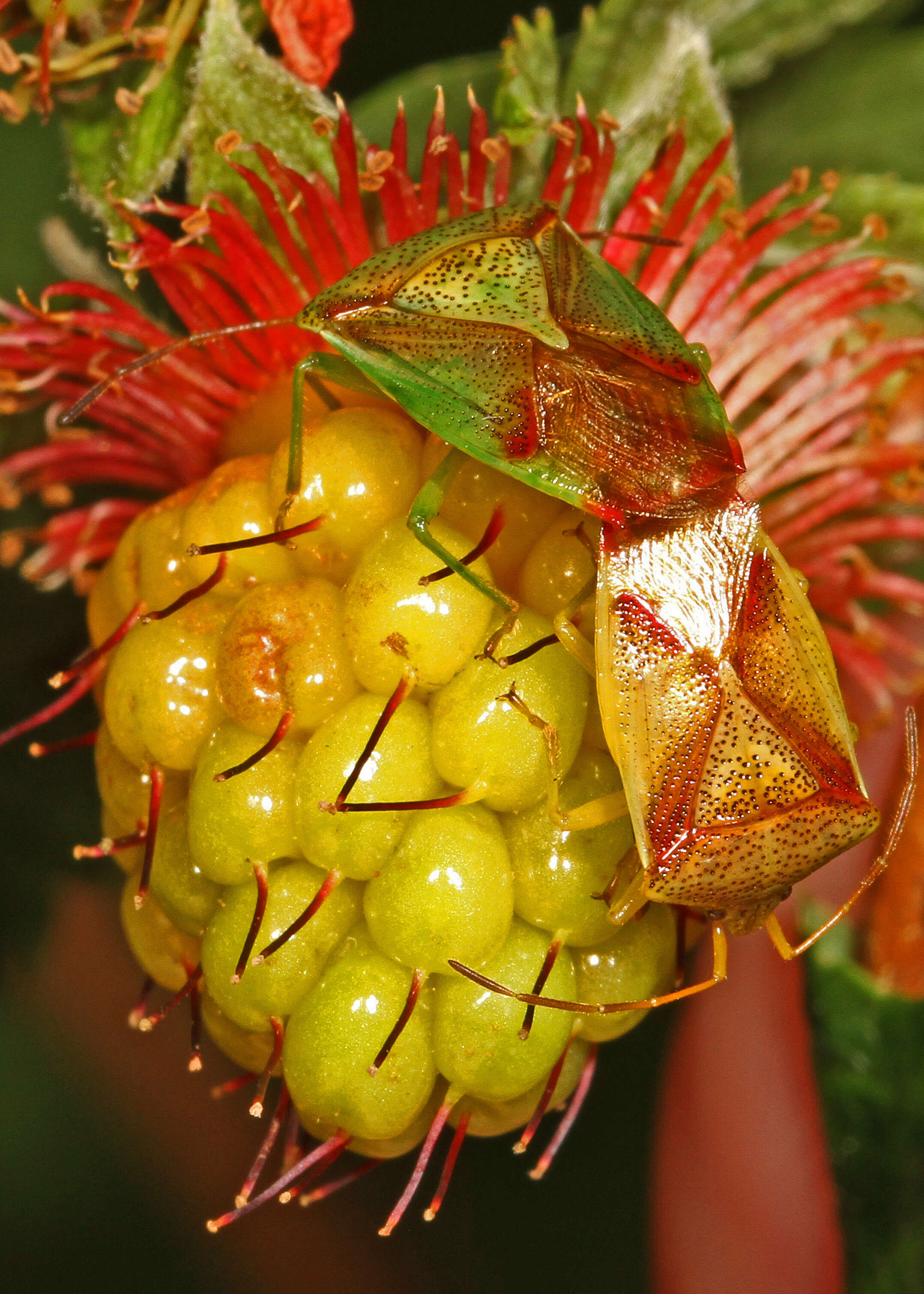 Image of Red-Cross Shield Bug