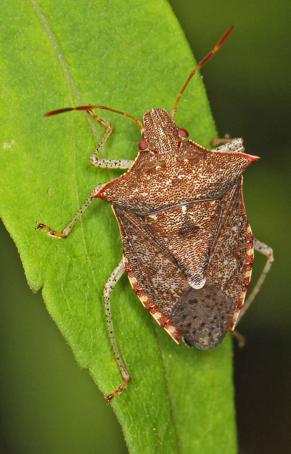 Image of Dusky Stink Bug