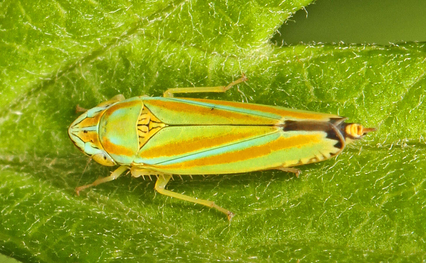 Image of Graphocephala versuta (Say 1830)