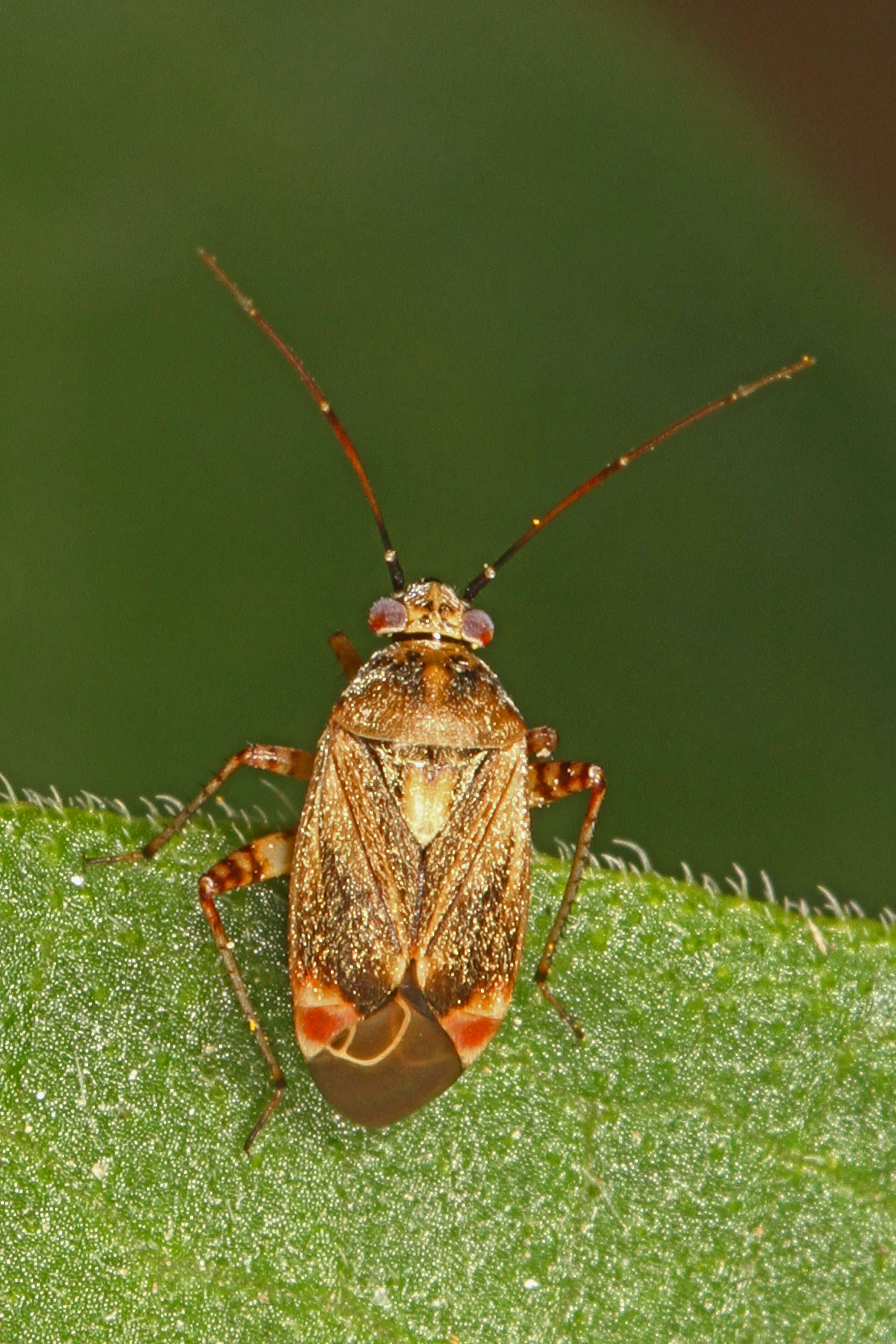 Image of Polymerus basalis (Reuter 1876)