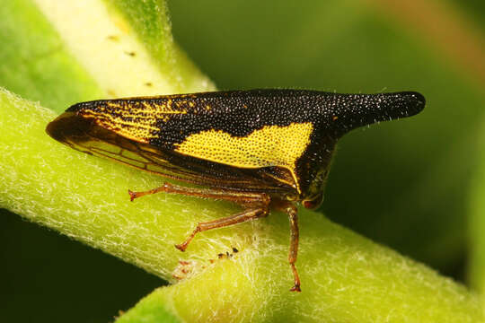 Image of Locust Treehopper