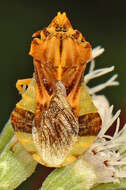 Image of American Ambush Bug