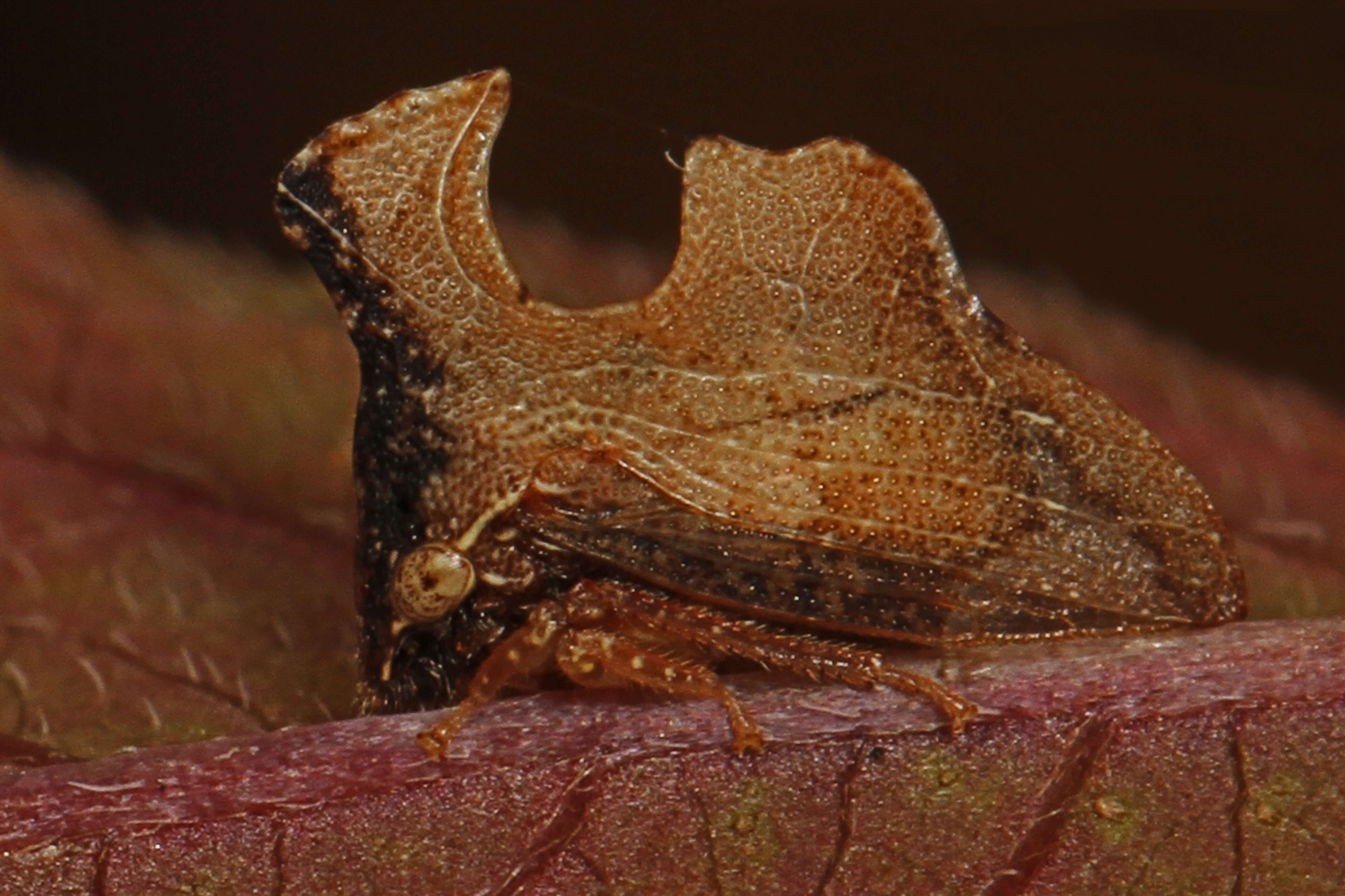 Image of Entylia carinata Forster