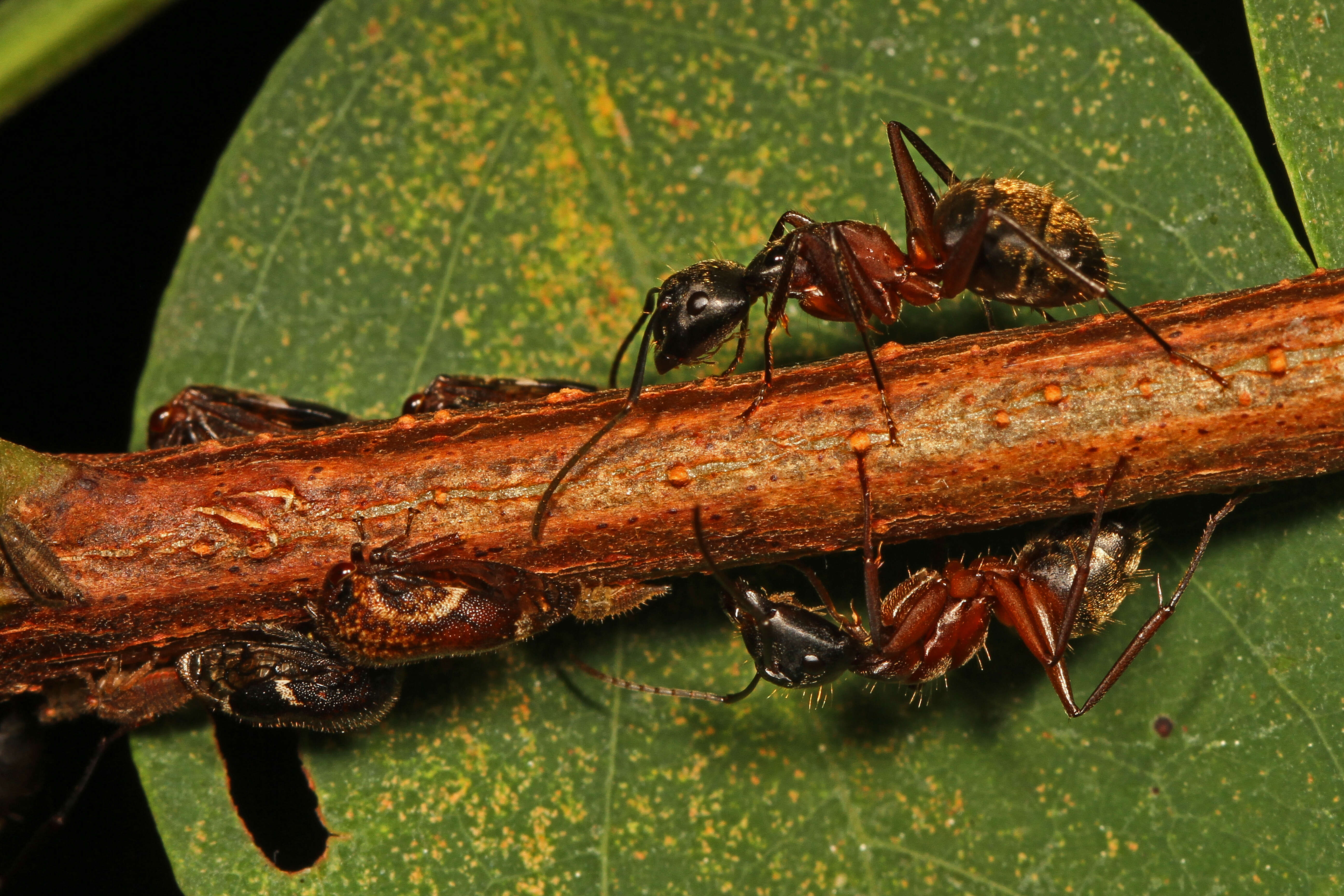 Imagem de Vanduzea arquata Say