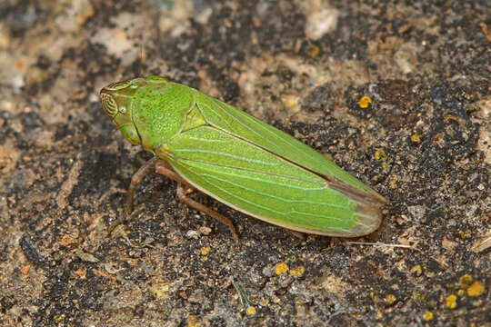 Image of Bog Leafhopper