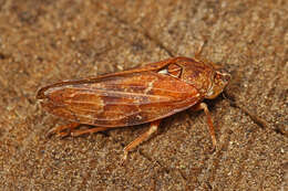 Image of Douglas-fir Spittlebug