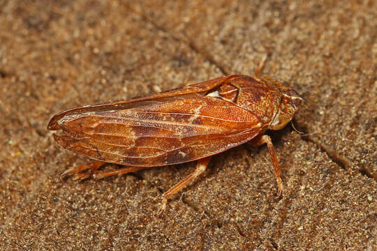 Image of Douglas-fir Spittlebug