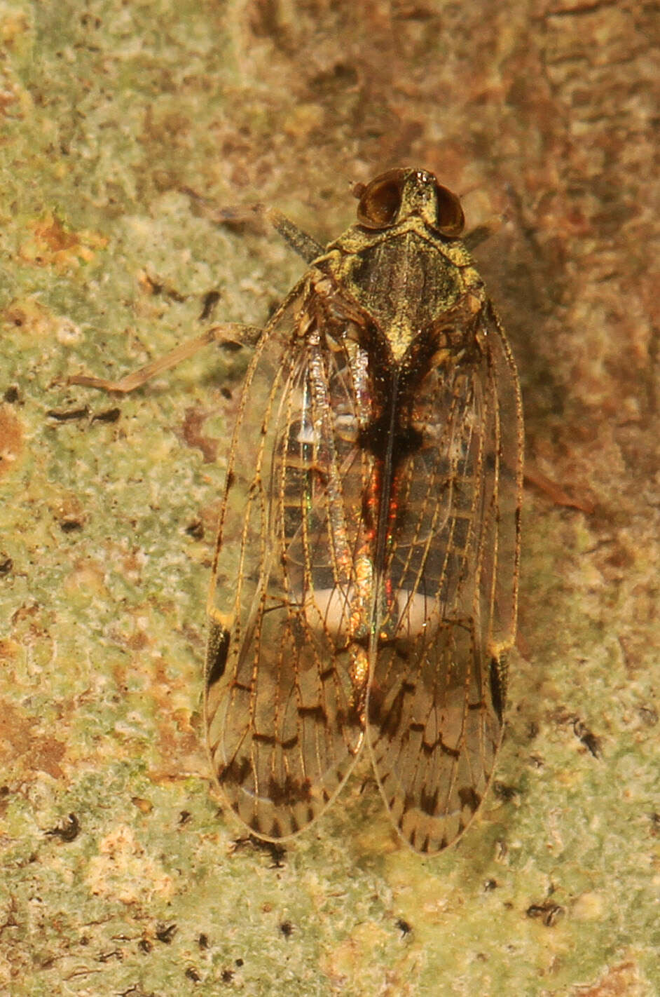 Image of Melanoliarus placitus (Van Duzee 1912)