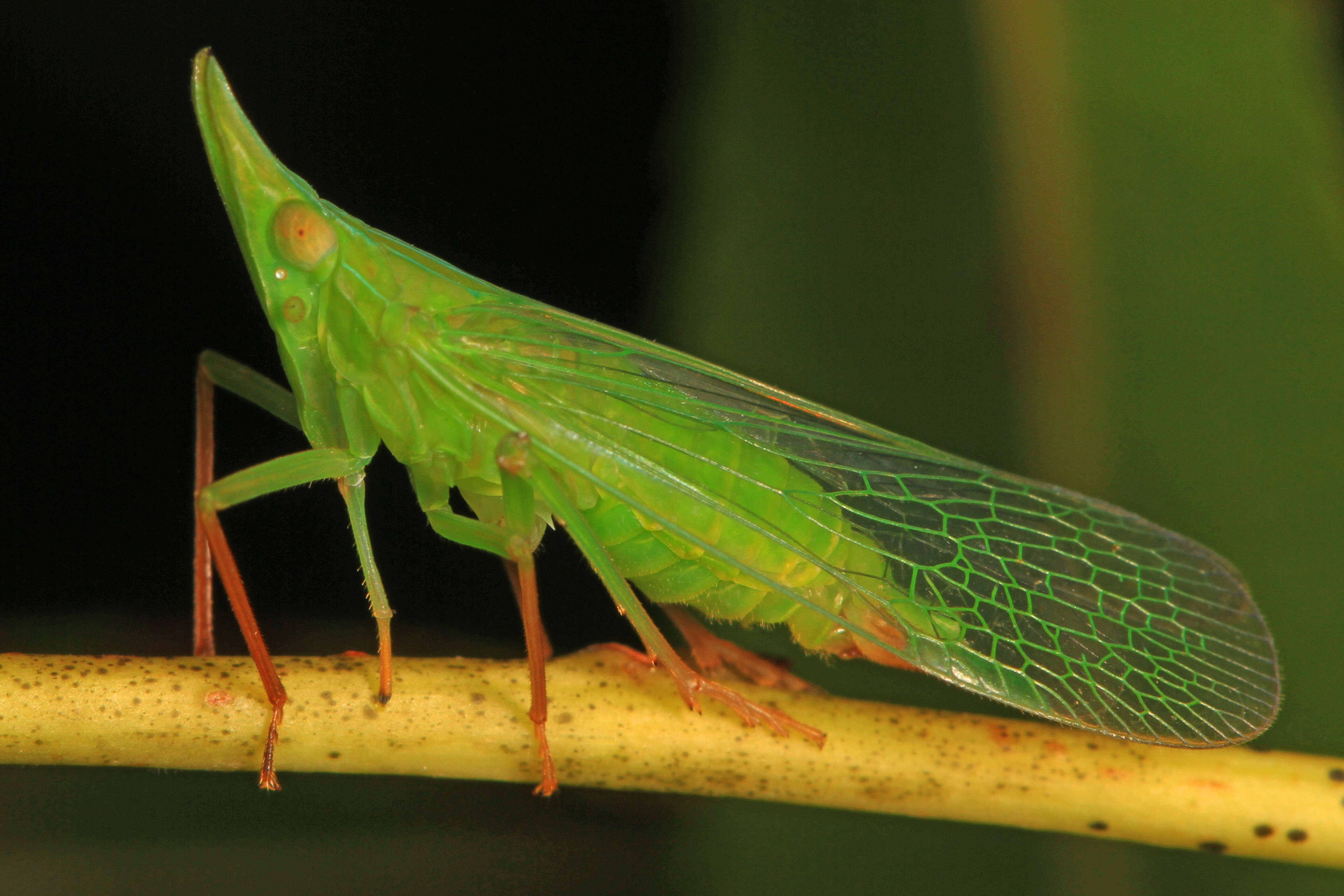 Image of Rhynchomitra microrhina (Walker 1851)