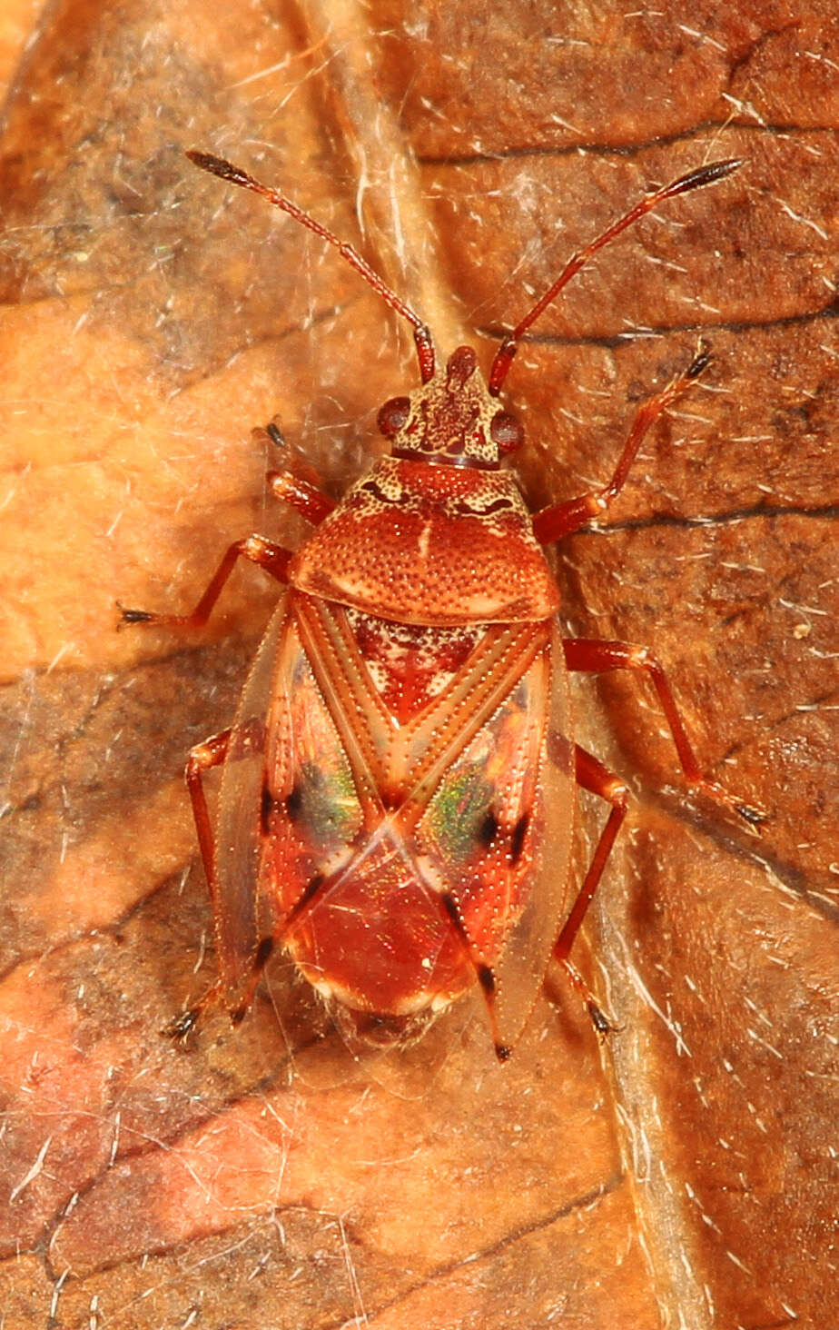 Image of Birch Catkin Bug