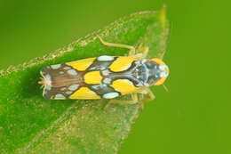 Image of Brazilian Leafhopper