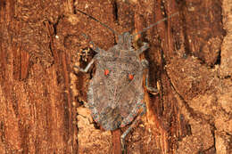 Image of Four-humped Stink Bug