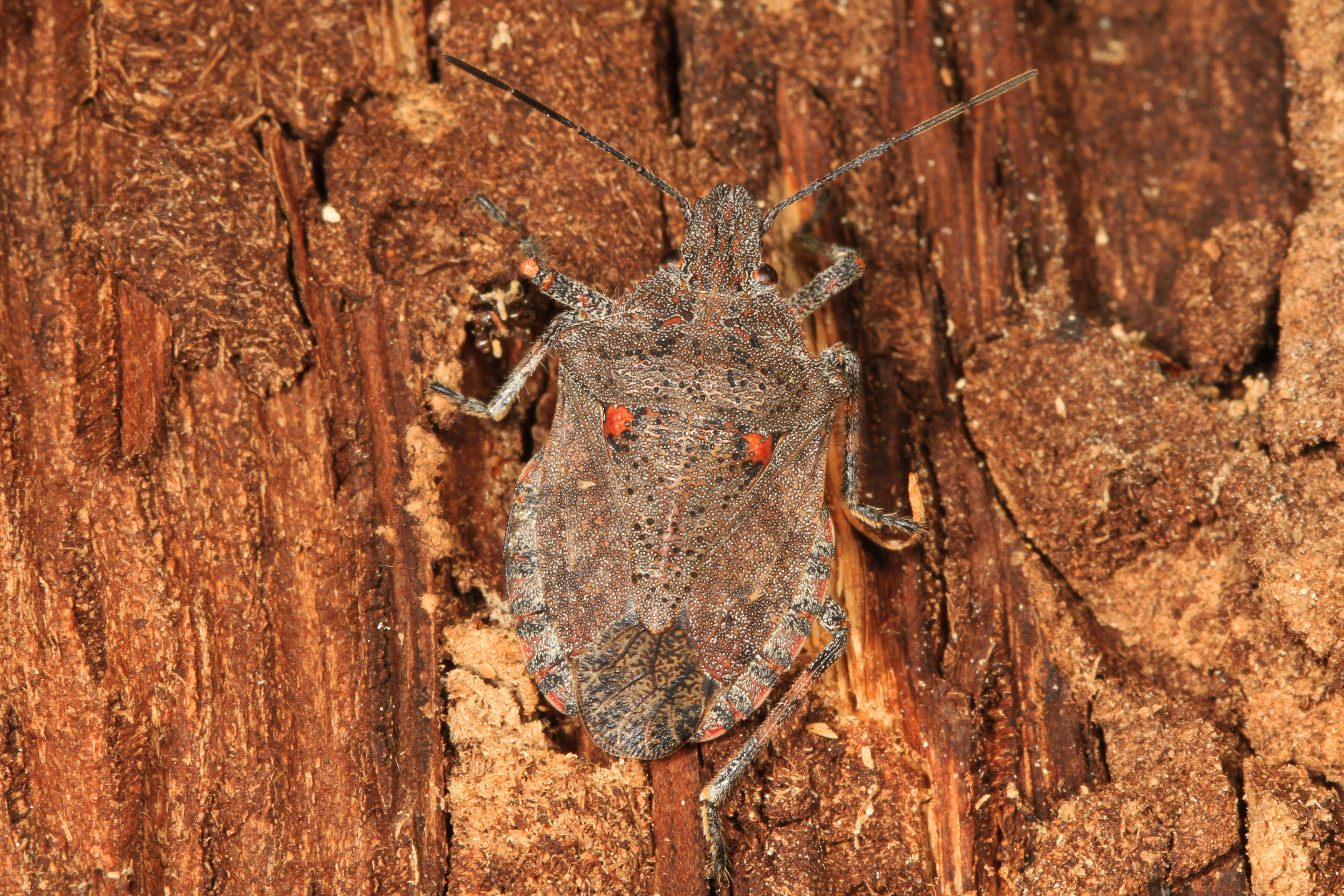 Image of Four-humped Stink Bug