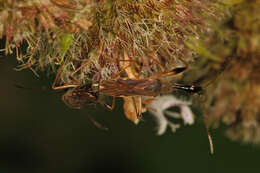 Image of Long-necked Seed Bugs