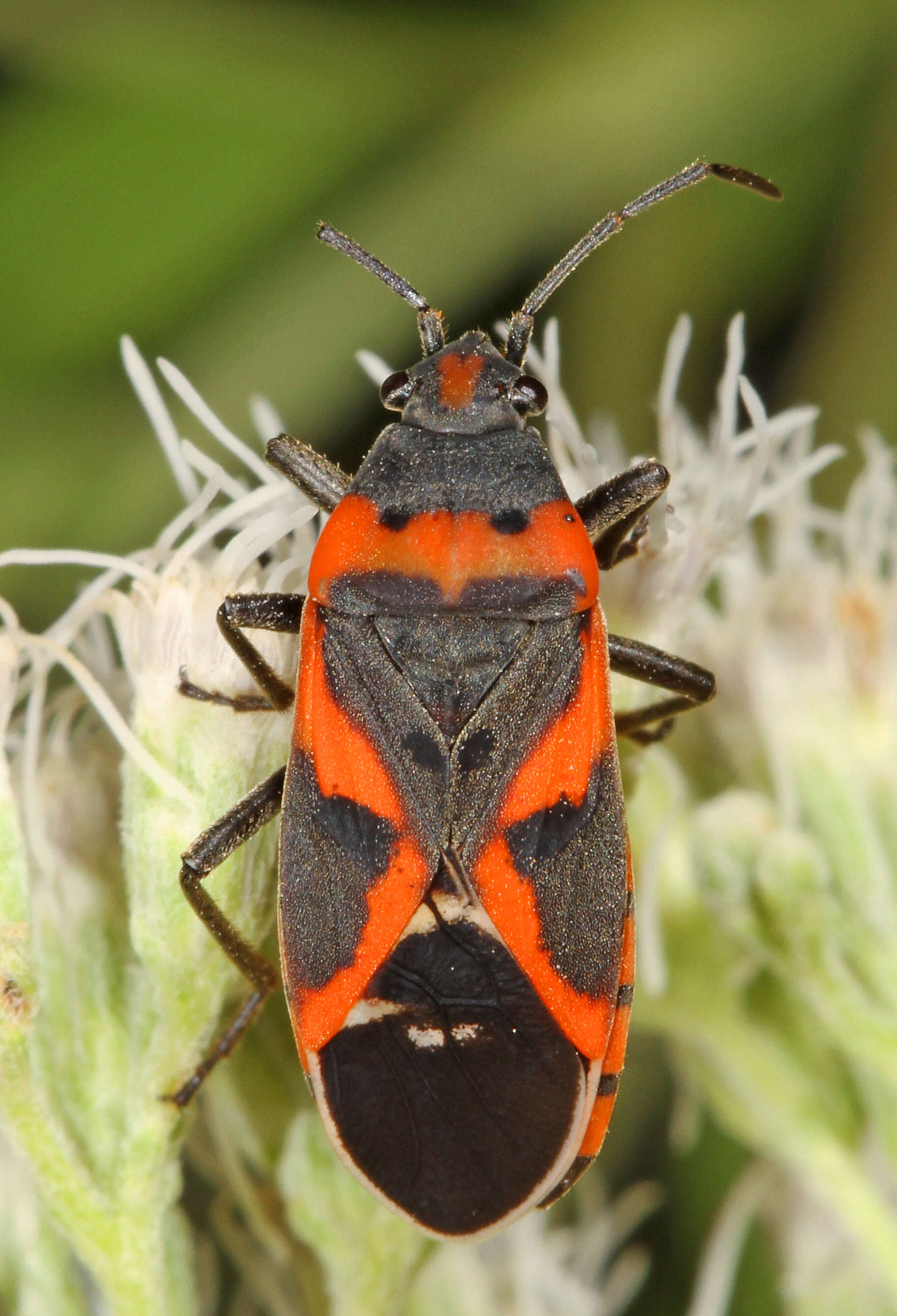 Image of Common milkweed bug