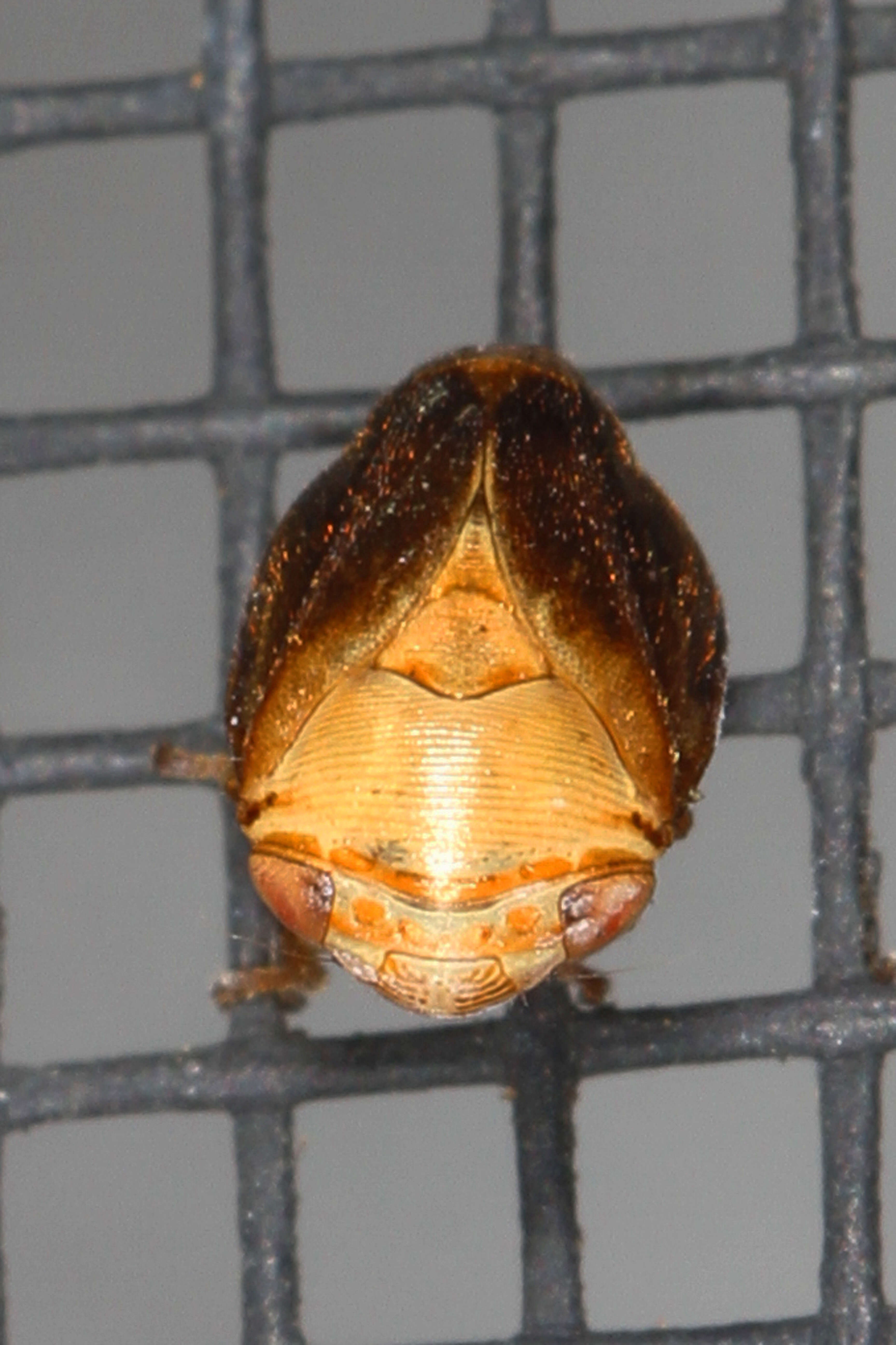 Image of Pecan Spittlebug