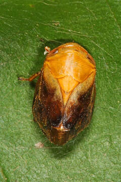 Image of Pecan Spittlebug