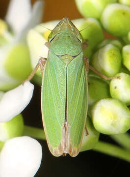 Image of Bog Leafhopper