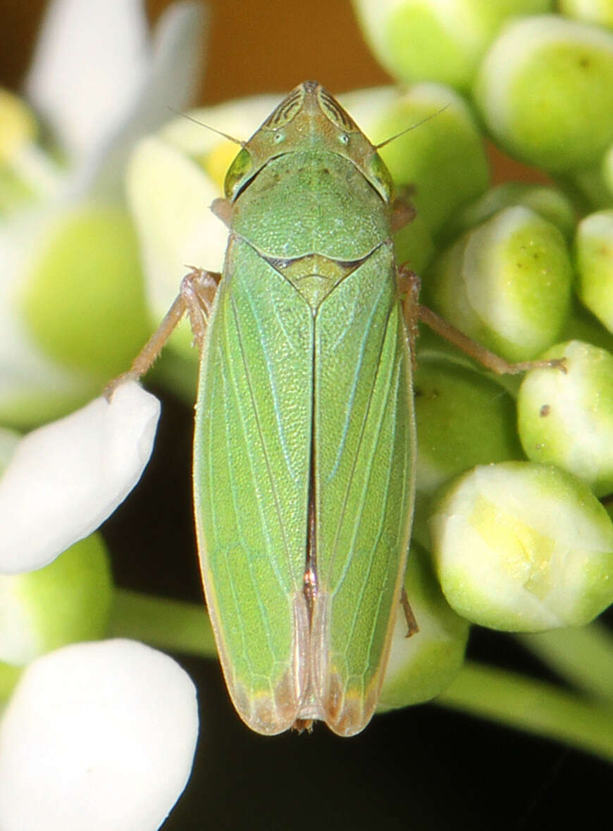 Image of Bog Leafhopper