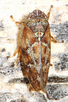 Image of Douglas-fir Spittlebug