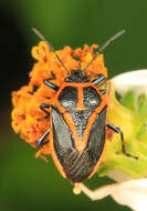 Image of Perillus strigipes (Herrich-Schaeffer 1853)