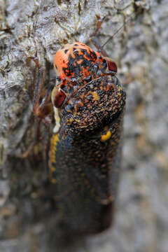 Image of Speckled Sharpshooter