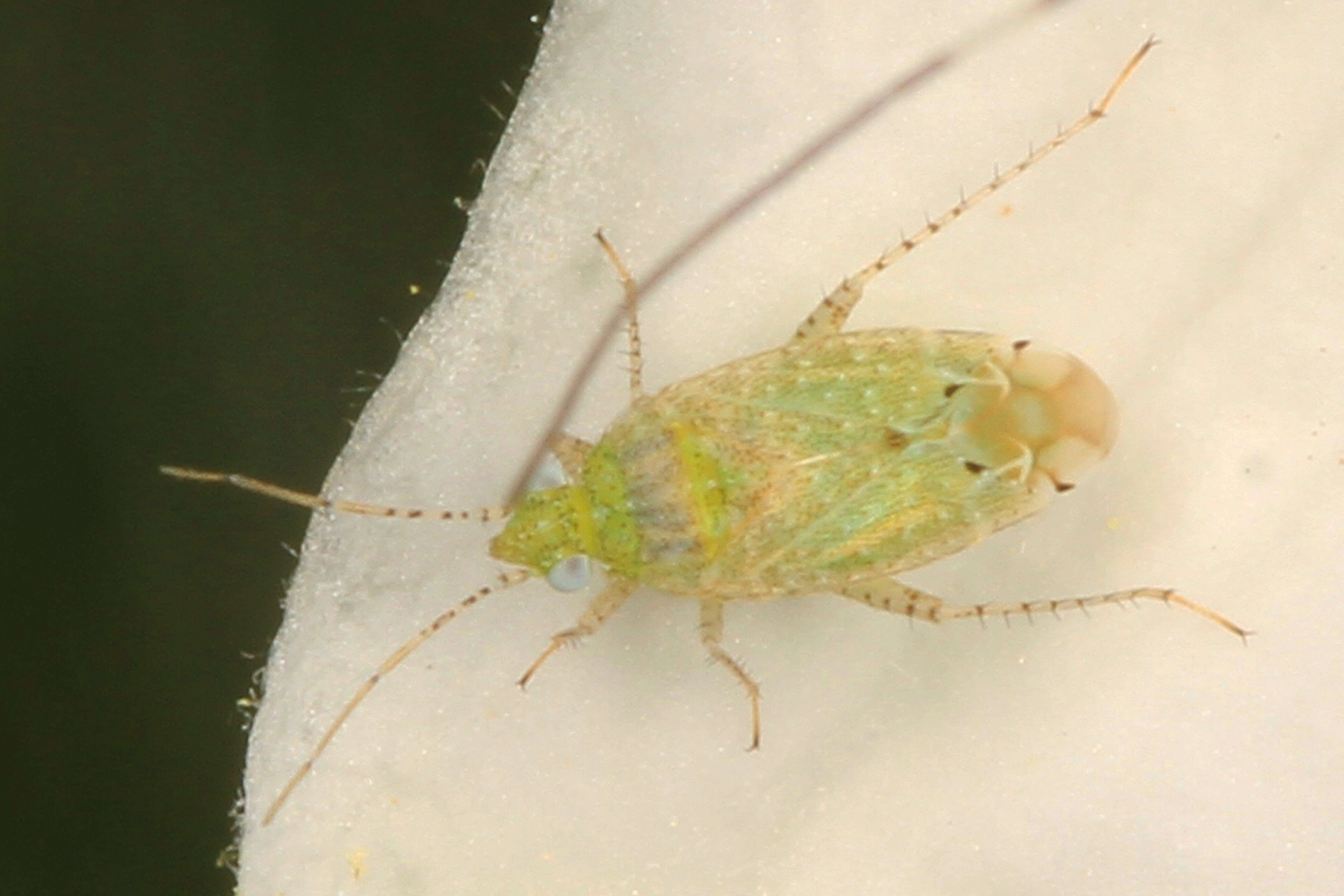 Image of Cotton Fleahopper