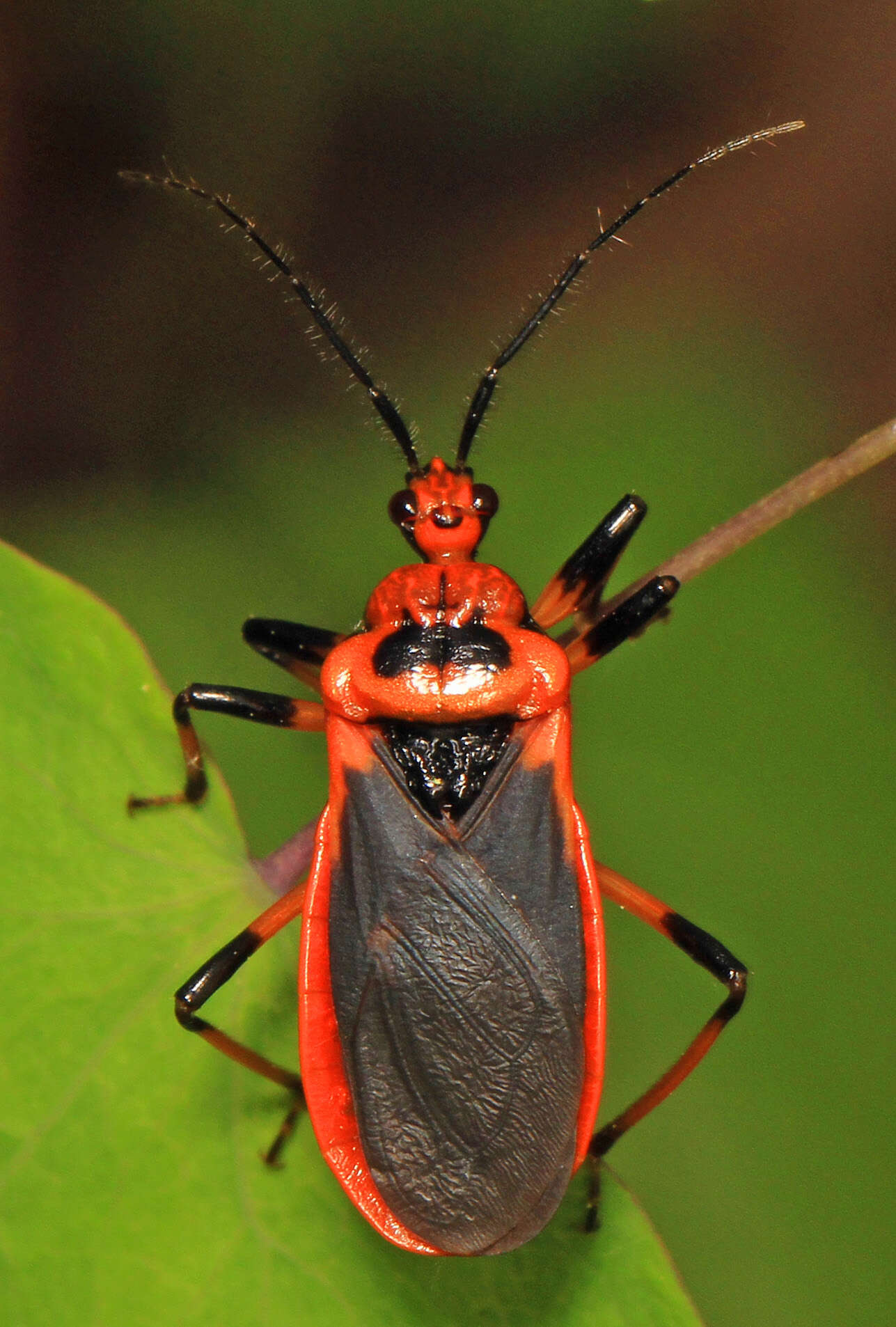 Image of Scarlet-bordered Assassin Bug