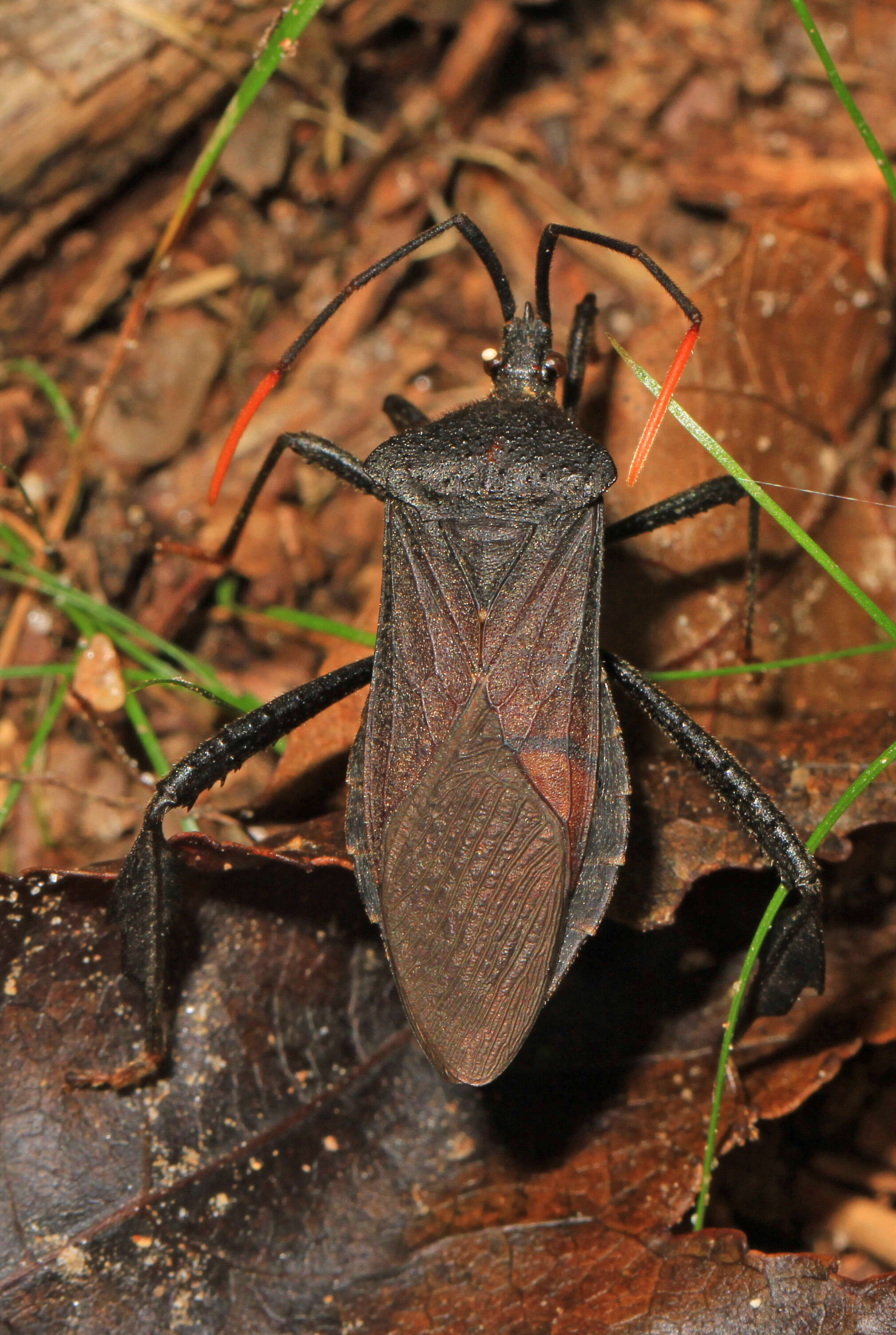 Image de Acanthocephala