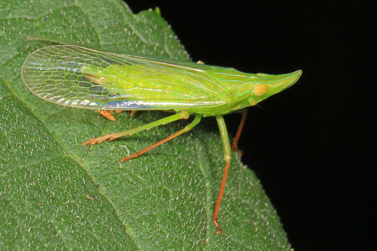 Image of Rhynchomitra microrhina (Walker 1851)