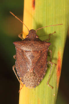 Image of Brown Stink Bug