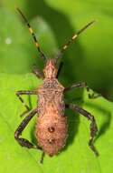 Image of Passionvine Bug