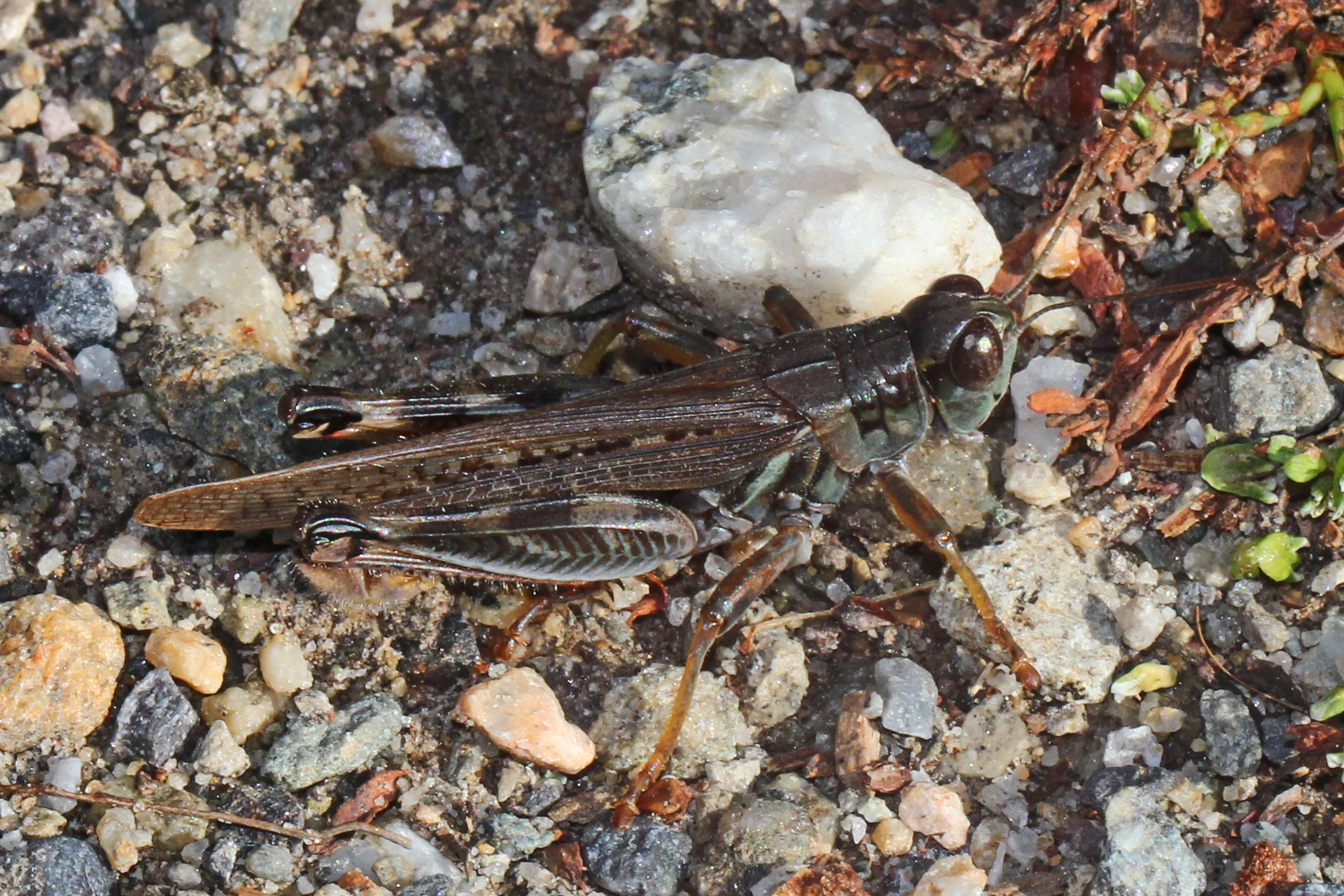 Image of Migratory Grasshopper