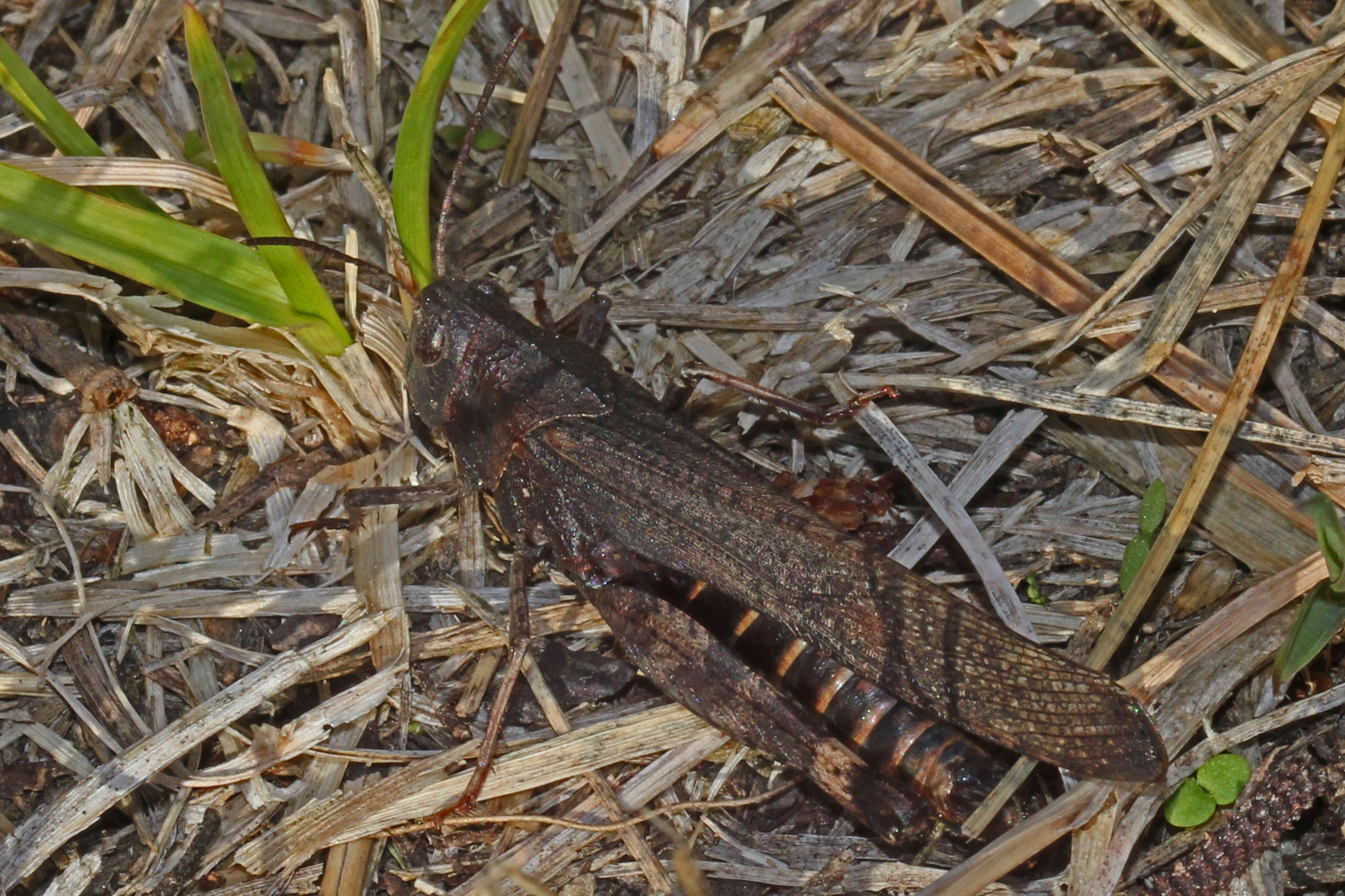 Image of Red-winged Grasshopper