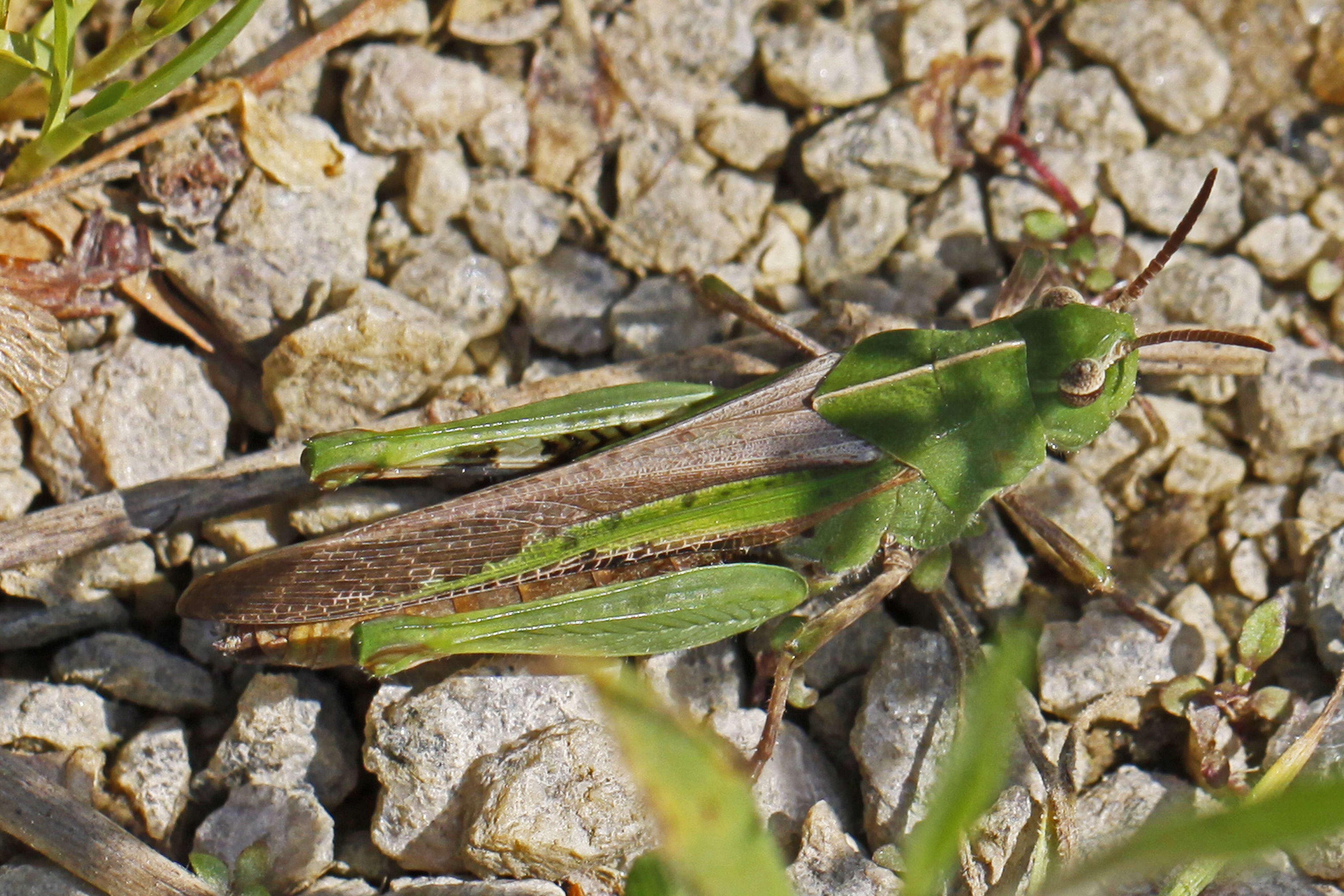 Image of Green-striped Grasshopper