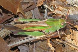 Image of Green-striped Grasshopper