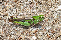 Image of Green-striped Grasshopper