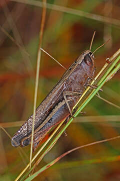 Image of Brown Winter Grasshopper