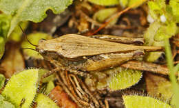 Image of Black-sided Pygmy Grasshopper