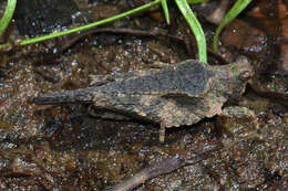 Image of Obscure Pygmy Grasshopper