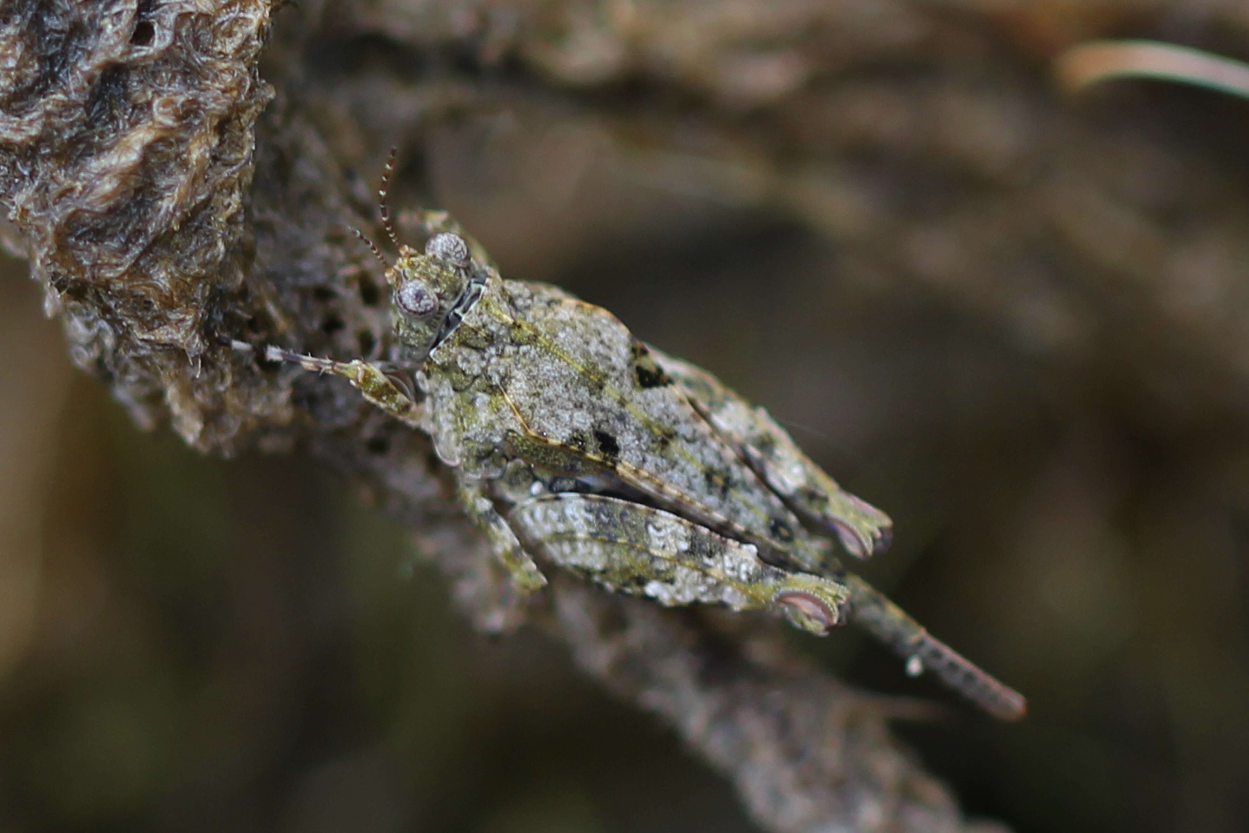 Image of Mexican Pygmy Grasshopper