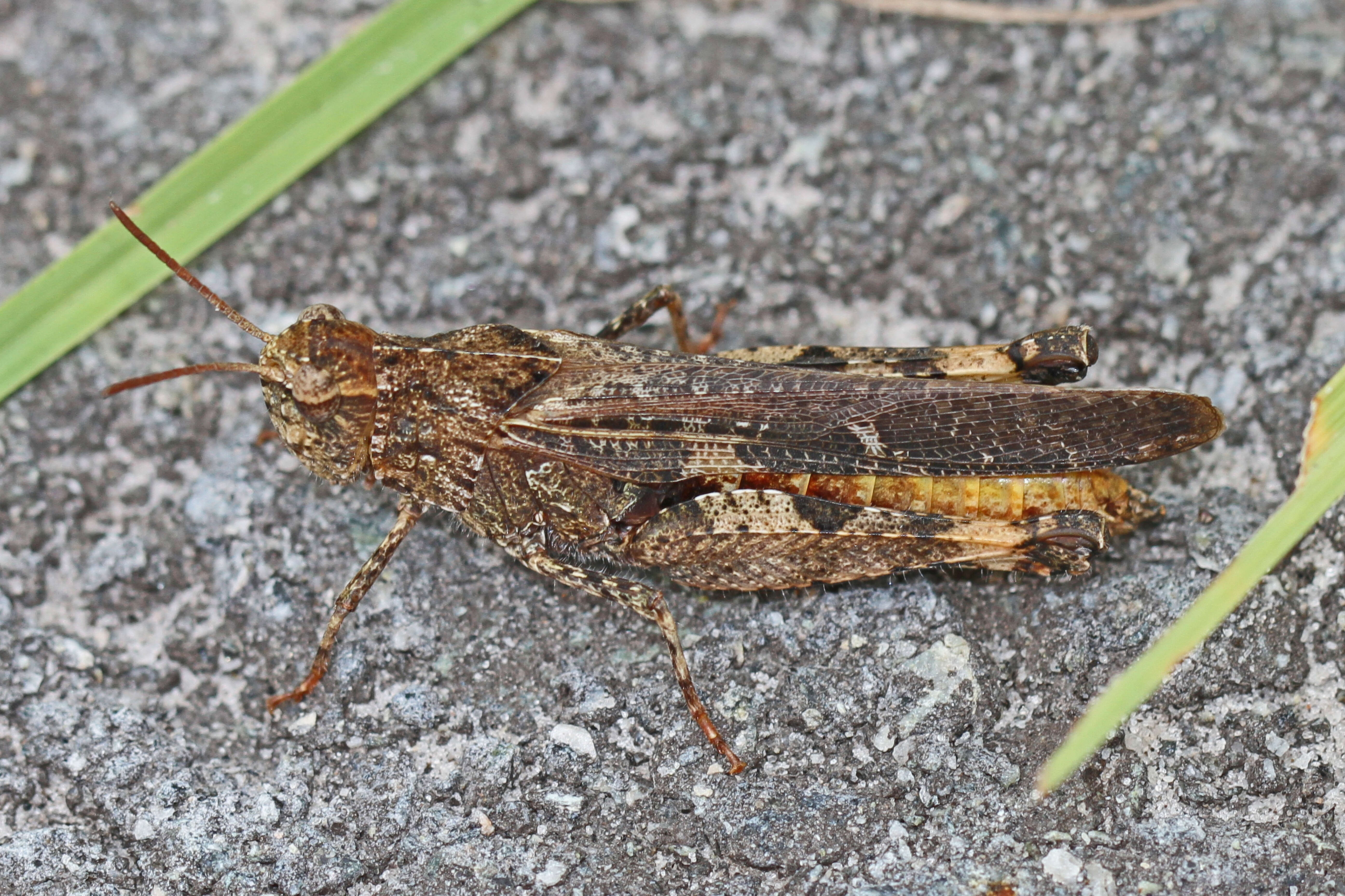 Image of Green-striped Grasshopper