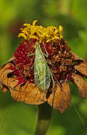 Image of Four-spotted Tree Cricket