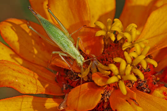 Image of Four-spotted Tree Cricket