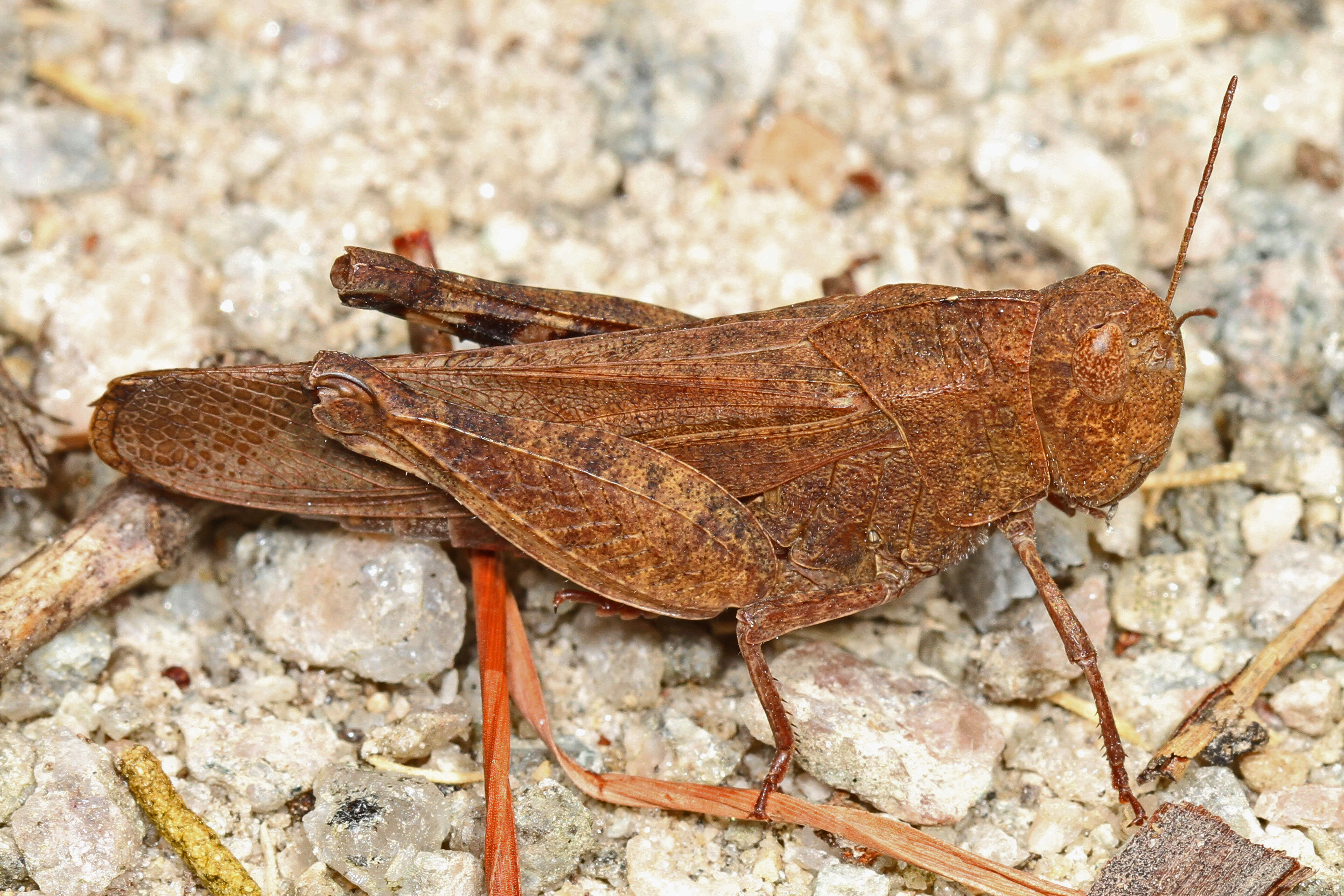 Image of Sulphur-winged Grasshopper