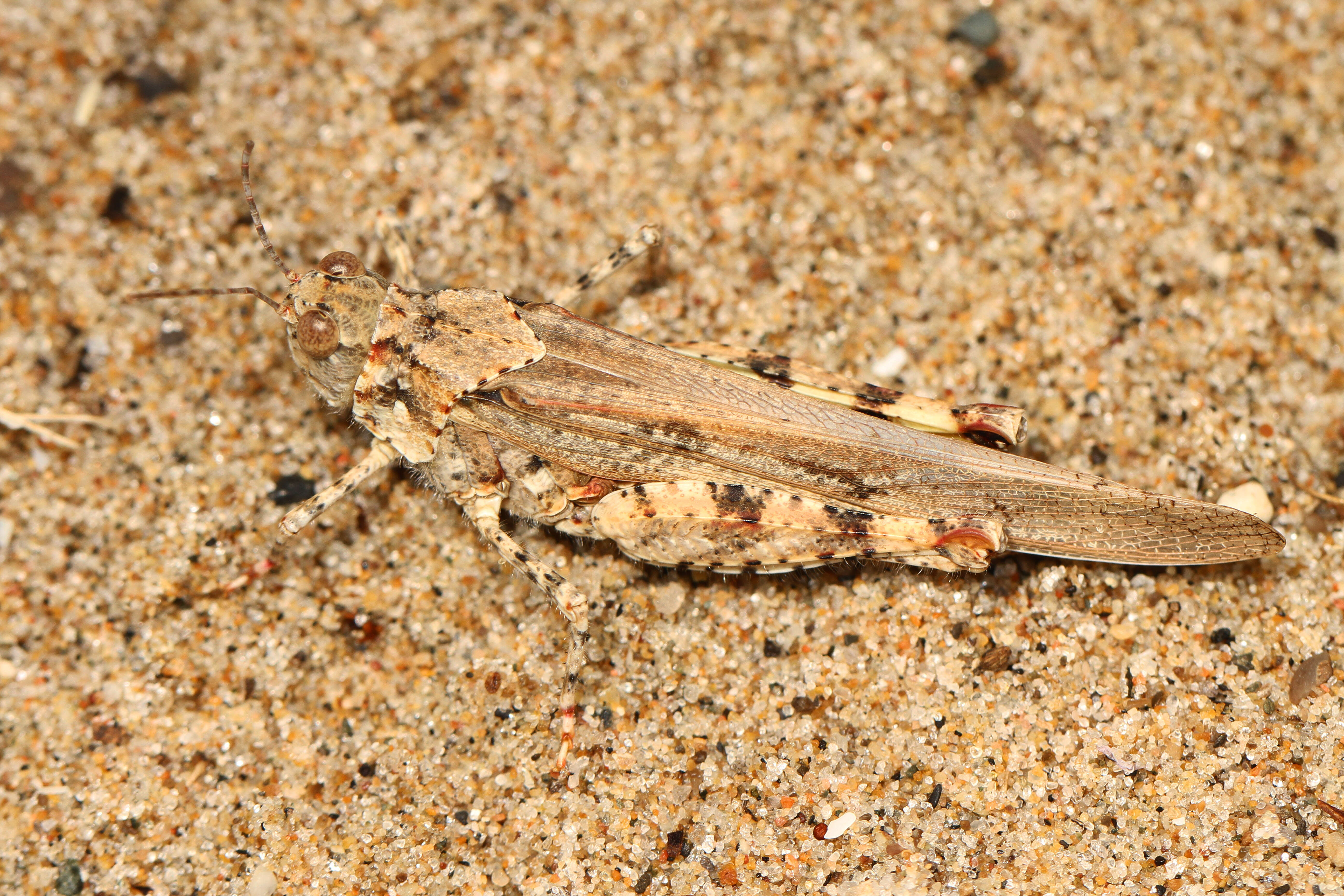 Image of Seaside Grasshopper