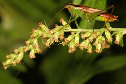 Слика од Conocephalus (Conocephalus) brevipennis (Scudder & S. H. 1862)